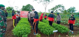 Brimob maluku panen sayur perdana ditengah covid 19