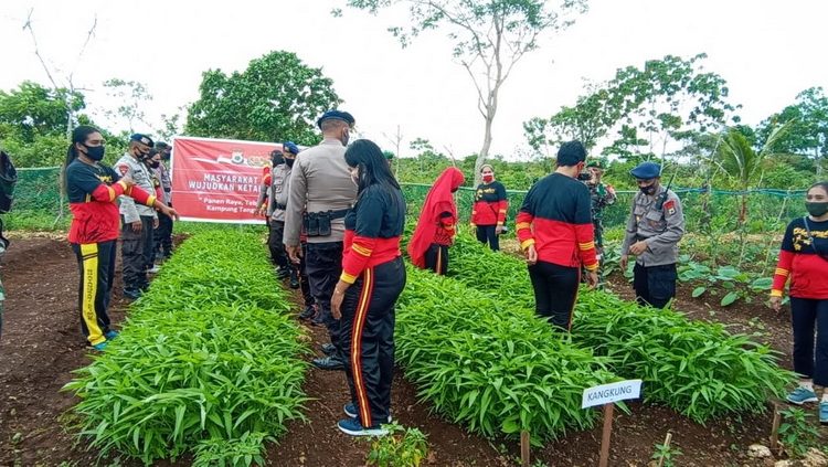 Brimob maluku panen sayur perdana ditengah covid 19