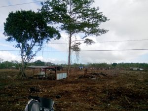 Kebun kes yang 11 ha pemkab malra