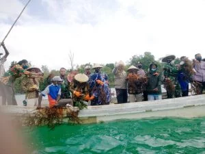 Walikota tual panen raya rumput laut di teluk luv dusun vatraan kota tual 1