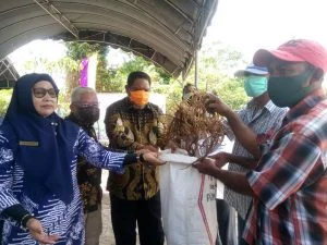 Walikota tual serahkan bibit rumput laut kepada para petani rumput laut dusun vatraan