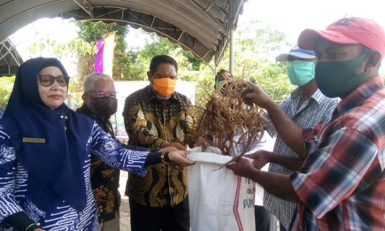 Walikota tual serahkan bibit rumput laut kepada para petani rumput laut dusun vatraan