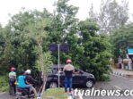 Pohon tumbang didepan gapura pintu masuk kantor walikota tual